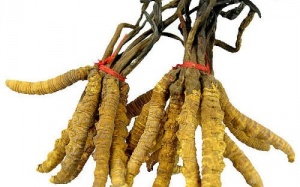 Đông trùng hạ thảo có tác dụng thực?